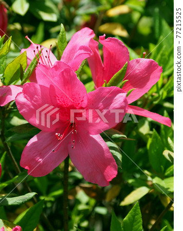 Up azalea 77215525