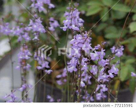 松包潤 松包潤 77215591