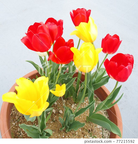 盆栽鬱金香 77215592