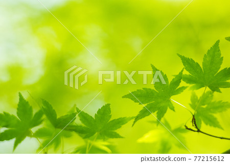 令人耳目一新的春天發芽新鮮綠色 令人耳目一新的春天發芽新鮮綠色 77215612