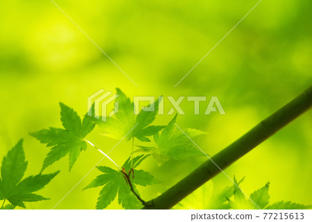 令人耳目一新的春天發芽新鮮綠色 令人耳目一新的春天發芽新鮮綠色 77215613
