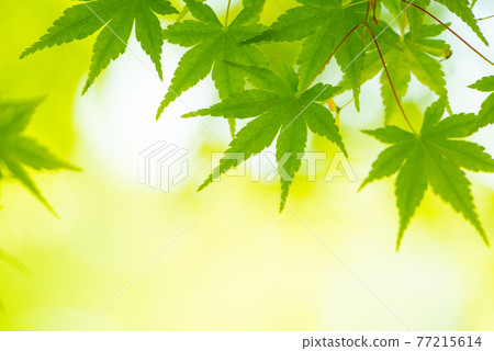 令人耳目一新的春天發芽新鮮綠色 令人耳目一新的春天發芽新鮮綠色 77215614