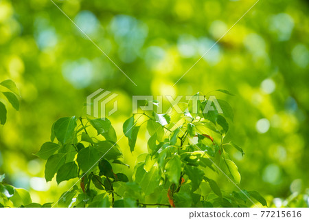 令人耳目一新的春天發芽新鮮綠色 令人耳目一新的春天發芽新鮮綠色 77215616