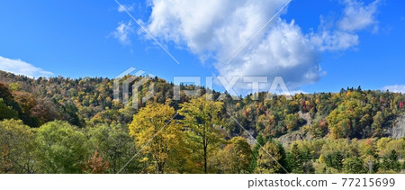 A panoramic view of the autumn leaves in the background of the blue sky seen in Akaiwa Aoikyo @ Hokkaido 77215699