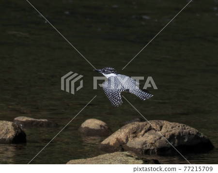 鳳頭翠鳥雄性飛行場景 鳳頭翠鳥雄性飛行場景 77215709