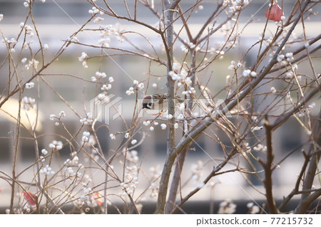 來吃牛油果的麻雀 來吃牛油果的麻雀 77215732