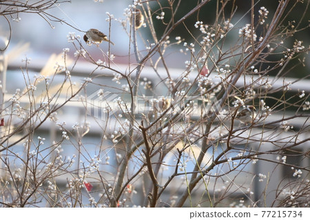 來吃牛油果的麻雀 來吃牛油果的麻雀 77215734