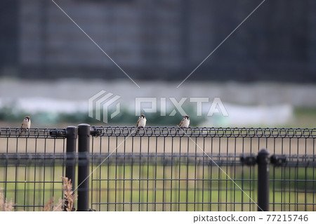 Sparrow on the fence Sparrow on the fence 77215746