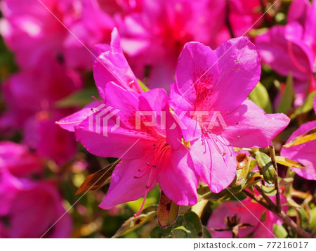 盛開在公園裡的大紫色杜鵑花 77216017