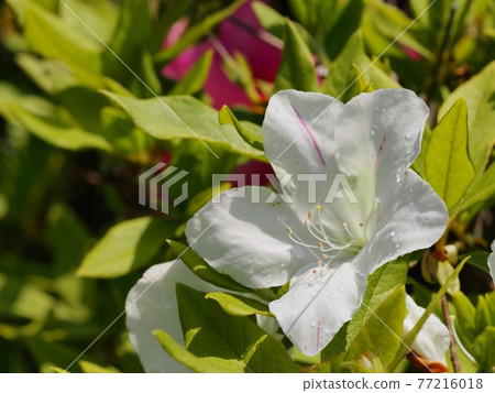 雨後公園裡盛開的白色杜鵑花 77216018