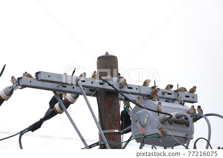 Sparrows gathering on utility pole equipment Sparrows gathering on utility pole equipment 77216075