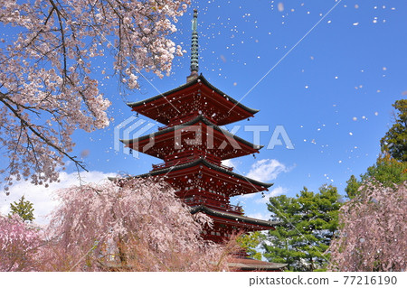 青森縣弘前市、花吹雪金剛山彩聖院五層寶塔和垂枝櫻花 77216190
