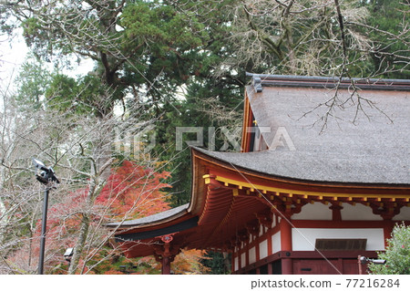 Tanzan Shrine Autumn Leaves Tonomine [Nara Prefecture] 77216284