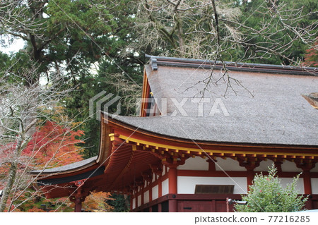 Tanzan Shrine Autumn Leaves Tonomine [Nara Prefecture] 77216285