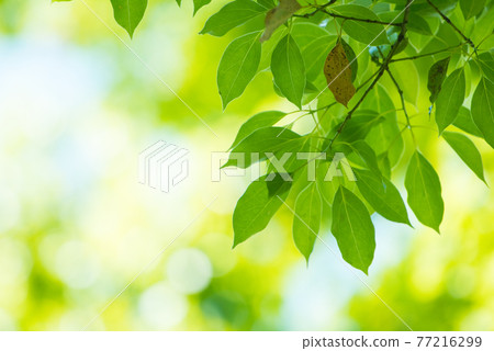 Refreshing spring sprout fresh green Refreshing spring sprout fresh green 77216299