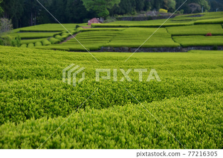New tea plantation illuminated by the morning sun 77216305