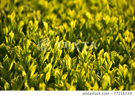 New tea plantation illuminated by the morning sun New tea plantation illuminated by the morning sun 77216339