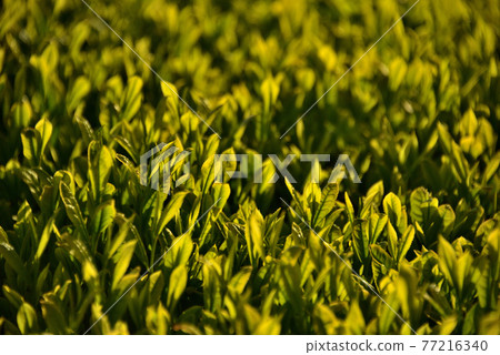 New tea plantation illuminated by the morning sun New tea plantation illuminated by the morning sun 77216340