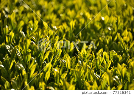 New tea plantation illuminated by the morning sun New tea plantation illuminated by the morning sun 77216341