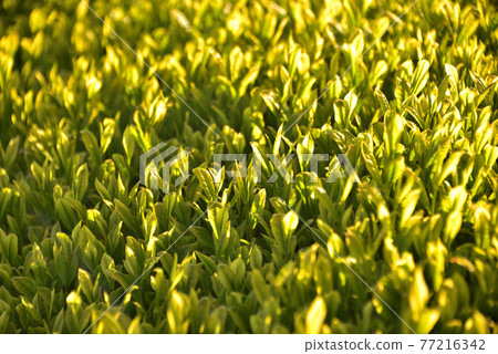New tea plantation illuminated by the morning sun New tea plantation illuminated by the morning sun 77216342