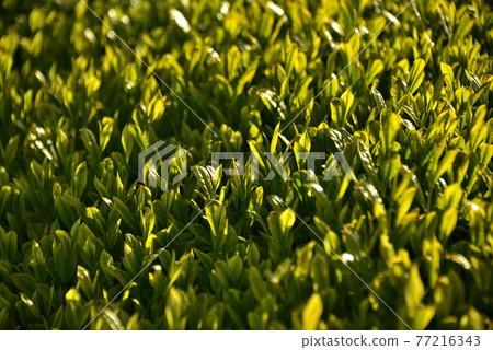 New tea plantation illuminated by the morning sun 77216343