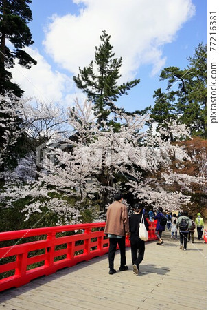 Hirosaki Park, a famous place for cherry blossoms 77216381