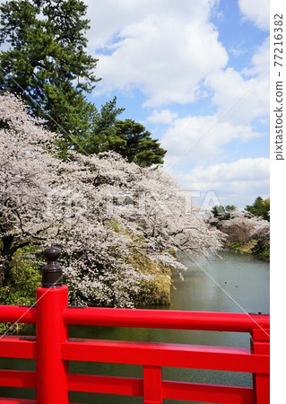 Hirosaki Park, a famous place for cherry blossoms Hirosaki Park, a famous place for cherry blossoms 77216382
