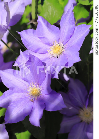 Clematis flowers Clematis flowers 77216396