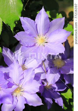 Clematis flowers Clematis flowers 77216397