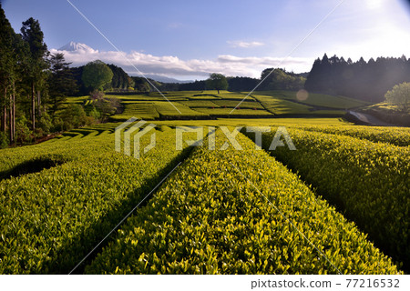 Snow-capped Mt. Fuji and colorful new tea plantations 77216532