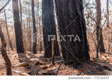 Forest after a fire . Trees that are severely damaged by fire Forest after a fire . Trees that are severely damaged by fire 77216557
