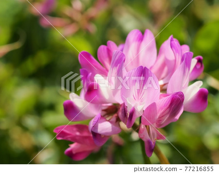 Astragalus sinensis blooming in spring paddy fields 77216855