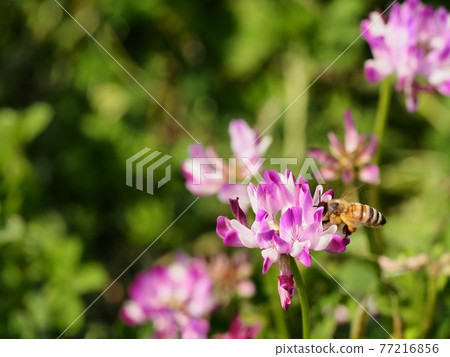 Bees collecting nectar from Astragalus sinensis Bees collecting nectar from Astragalus sinensis 77216856