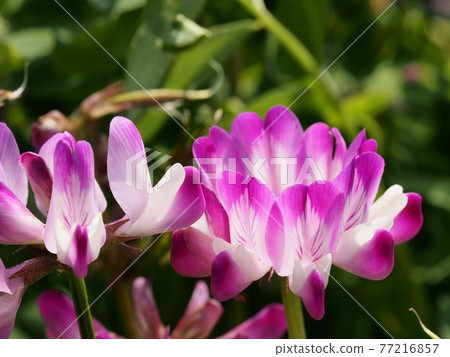 Astragalus sinensis blooming in spring paddy fields 77216857