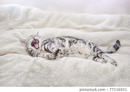 Cat yawning while sleeping 77216931