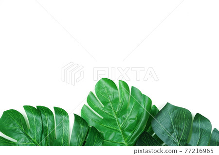 green leave monstera and space copy on white background green leave monstera and space copy on white background 77216965
