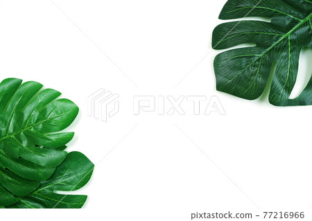 green leave monstera and space copy on white background 77216966