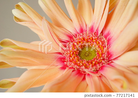 Gerbera orange single wheel close-up macro white background white background vivid color 77217141