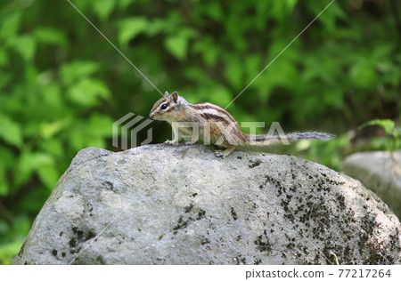 A squirrel I met on the hiking trail A squirrel I met on the hiking trail 77217264