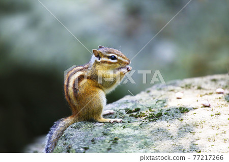 A squirrel I met on the hiking trail A squirrel I met on the hiking trail 77217266
