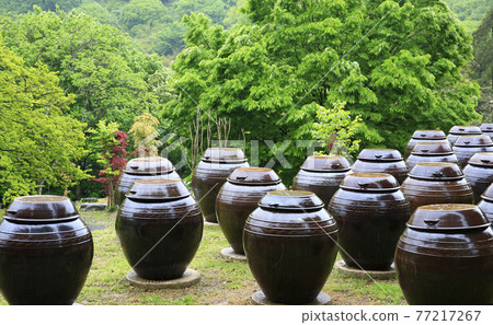 A neatly arranged kimchi storage jar seen at a mountain temple A neatly arranged kimchi storage jar seen at a mountain temple 77217267