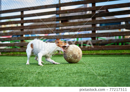 DOg play football on the field 77217311