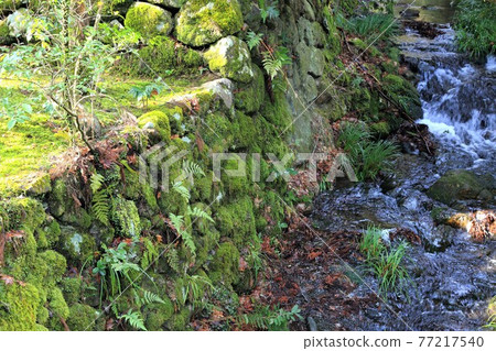 Setsubun (Kegonji Temple), 103 (Tanigumi, Ibigawa-cho, Ibi-gun, Gifu Prefecture) 77217540