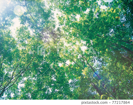 Trees in nature 77217864