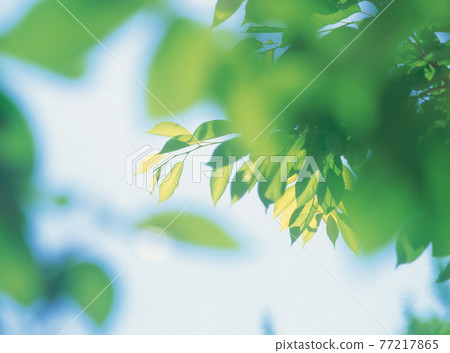 Trees in nature 77217865