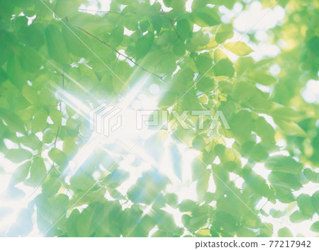 Sunbeams Sunbeams 77217942