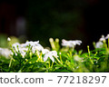 White flower bloomming. Wrightia flower. Nature background. 77218297