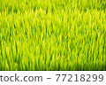 Blur background of green rice field. Nature background. 77218299