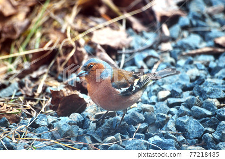 The male finch is standing on the ground. Turned sideways to us. Looks closely. The male finch is standing on the ground. Turned sideways to us. Looks closely. 77218485