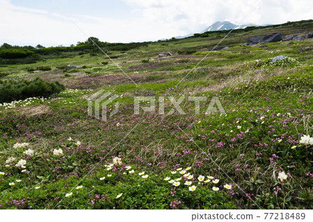 Flower field in Goshikigahara and Mt. Tomuraushi Flower field in Goshikigahara and Mt. Tomuraushi 77218489